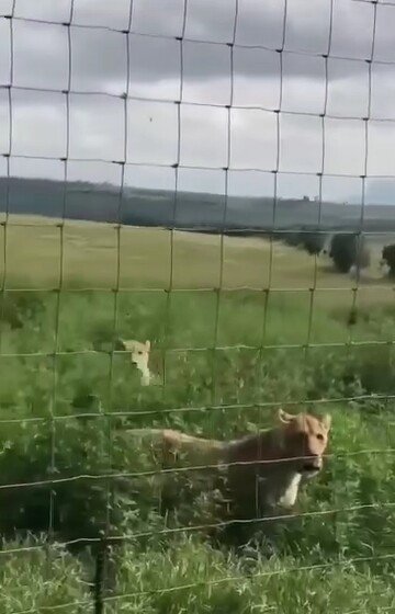 [ Video] Hidangan Raja Rimba di Tengah Savana!