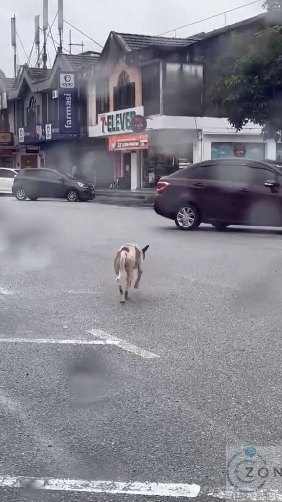 Anjing putus sebelah kaki perlu bantuan segera
