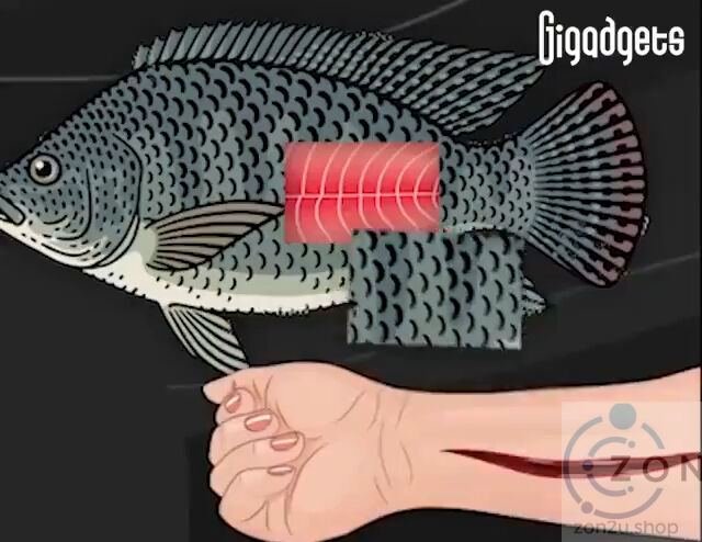 Kulit Ikan Tilapia mujarab untuk merawat Kecederaan Kulit