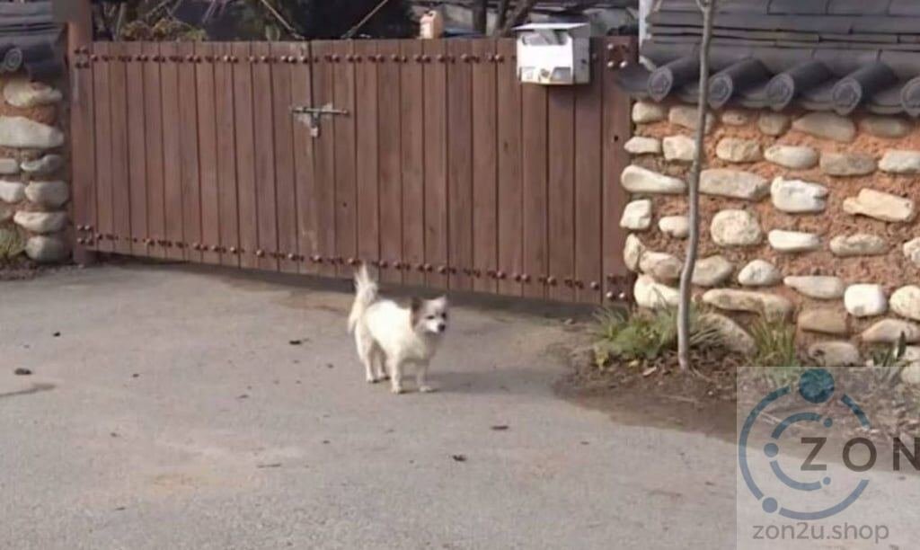 Pudding: Anjing Setia Menanti Keluarga Selepas Tragedi Nahas Udara Jeju
