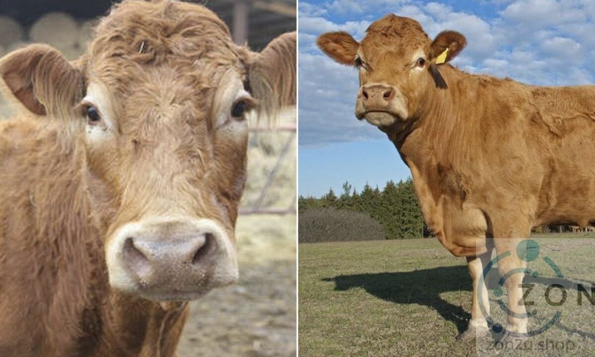Kisah Luar Biasa Lembu yang Melarikan Diri dari Rumah Penyembelihan di Poland