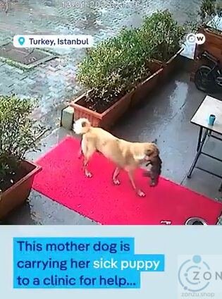 Kehebatan Seekor Ibu Anjing di Istanbul: Membawa Anak ke Klinik Veterinar