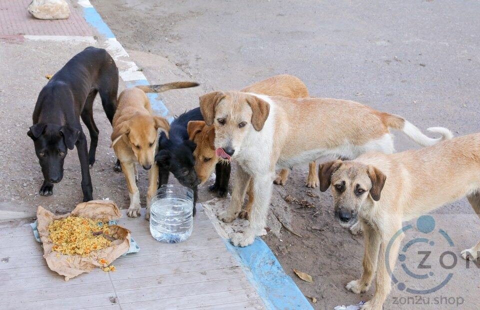 3 Juta Anjing Dibunuh di Maghribi Demi Piala Dunia 2030