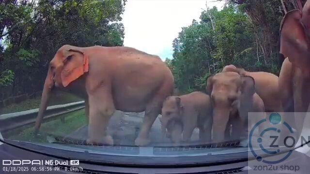 Apa Perlu Buat Jika Bertemu Kawanan Gajah di Jalan Raya