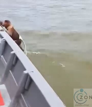 Monyet Bijak Beradaptasi dengan Laut di Sarawak