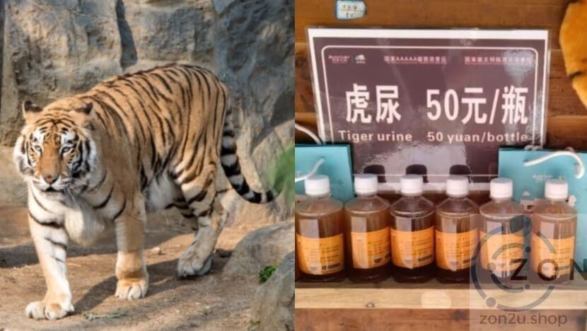 Air Kencing Harimau Sebagai Ubat? Zoo di China Jual pada Harga RM40 Sebotol!