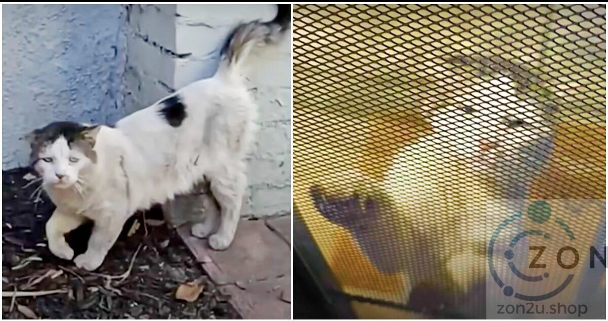 Kisah menyayatkan hati kucing yang di buang oleh pemiliknya