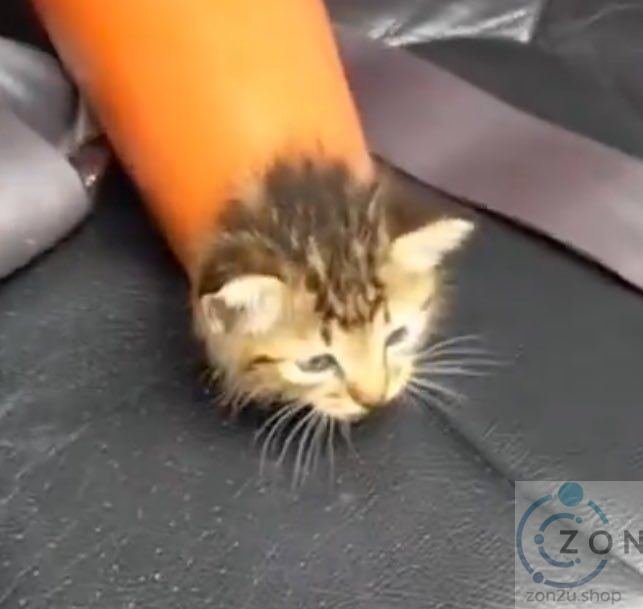 Anggota Bomba Selamatkan Anak Kucing Terperangkap Dalam Kon Trafik