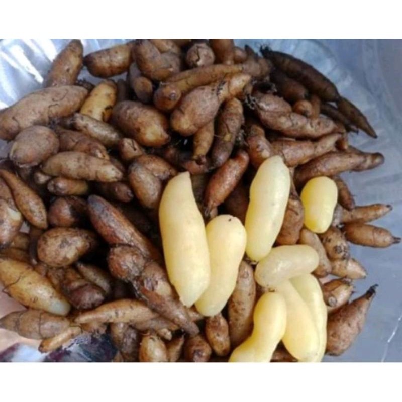 Kenali Ubi Kemili: Superfood Tempatan Penuh Manfaat
