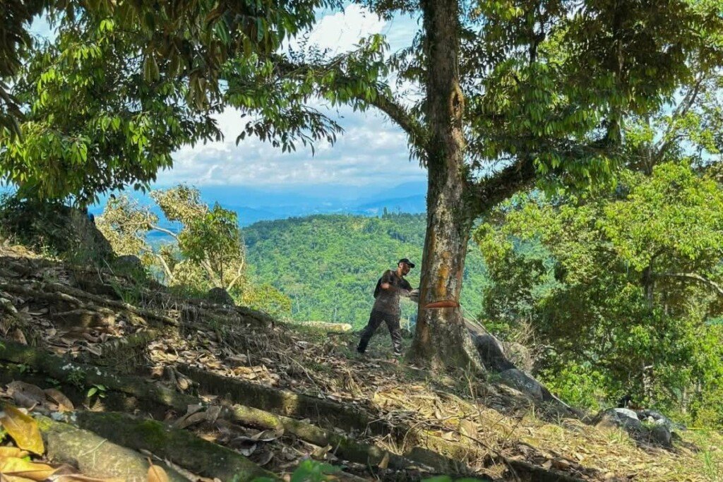 Durian Haram, Tindakan Tebang Sah: Pahang Lindungi Hutan Simpan