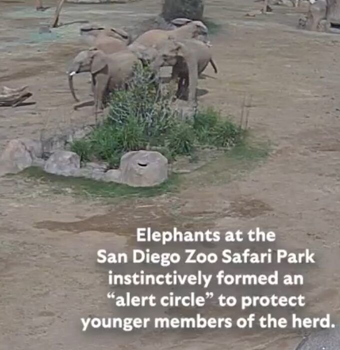 Video Formasi Amaran Gajah di Safari Park San Diego Ketika Gempa Bumi
