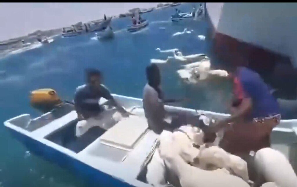 Kapal Kargo Karam: 2000 Ekor Biri-Biri Jatuh Ke laut