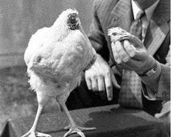 Ayam Tanpa Kepala