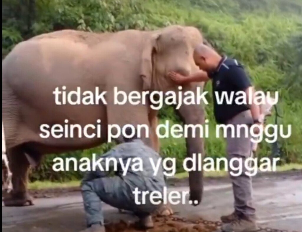 [Video] Ibu Gajah Tolak Lori Bagi Menyelamatkan nyawa anaknya